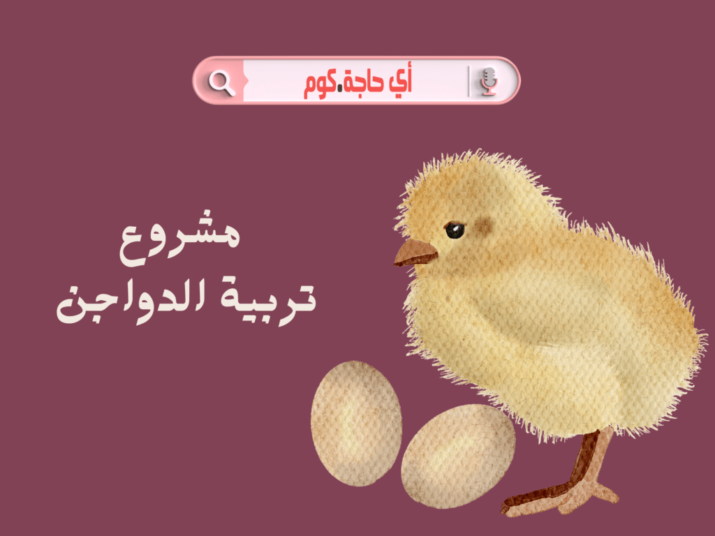 مشروع تربية الدواجن ما المطلوب لتربية الكتاكيت الصغيرة ما مدى ربحية مشروع تربية الدواجن دراسة جدوى مشروع تربية الدواجن 2022