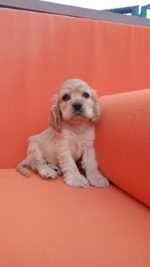 ⁦Cocker Spaniel Puppies⁩ - الصورة ⁦2⁩