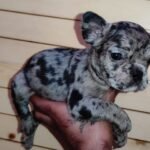 Blue Merle French Bulldog