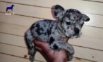 Blue Merle French Bulldog