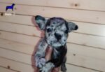 Blue Merle French Bulldog - الصورة 2