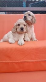 ⁦Cocker Spaniel Puppies⁩ - الصورة ⁦3⁩