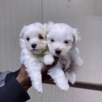 ⁦Maltese Puppies⁩ - الصورة ⁦2⁩