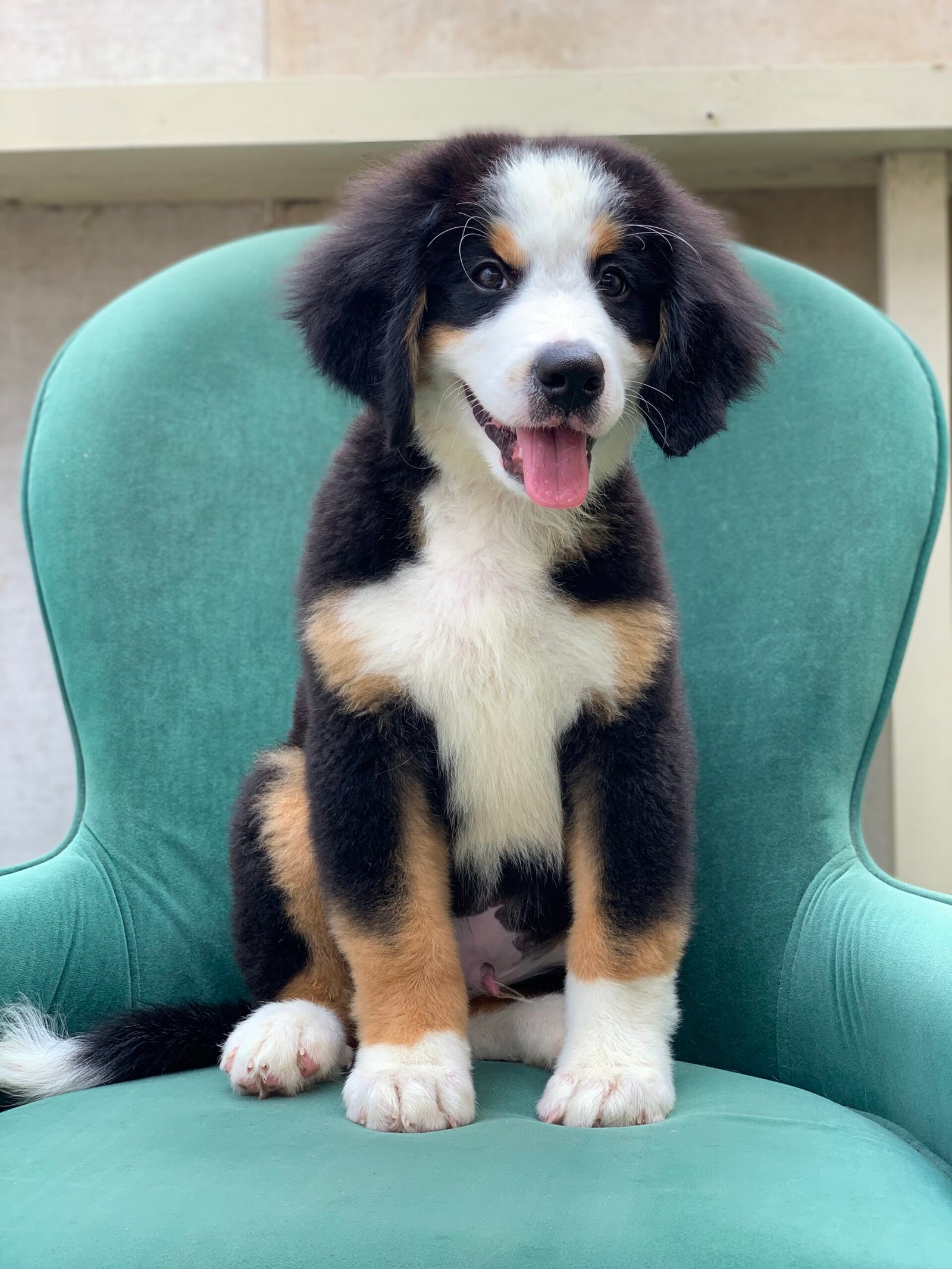 2024_08_05_03_58_IMG_1504-scaled-1.jpg Bernese Mountain Dog Puppy for Sale in UAE – 12 Weeks Old - الصورة 2