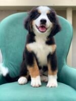 Bernese Mountain Dog Puppy for Sale in UAE – 12 Weeks Old - الصورة 3