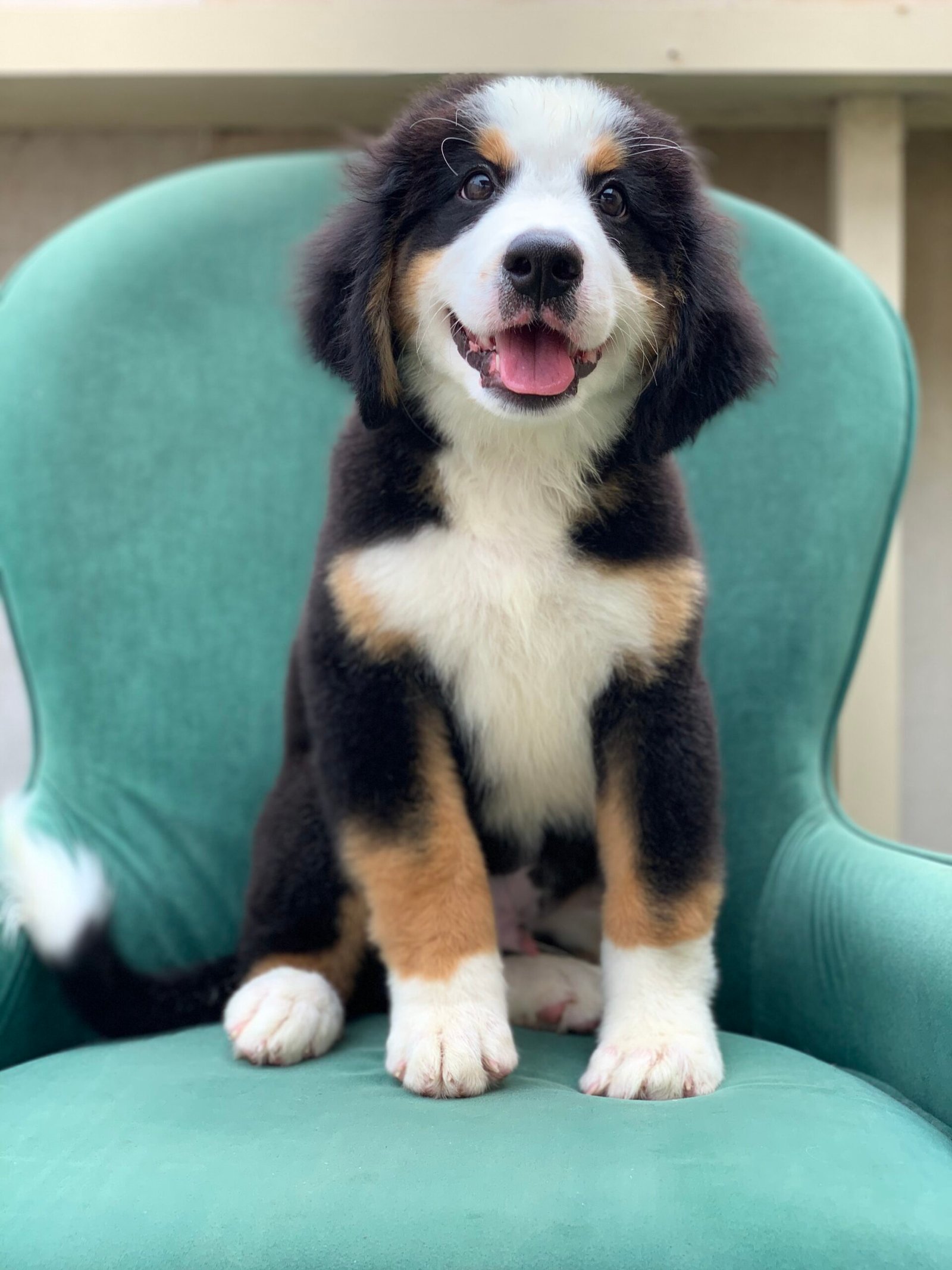 2024_08_05_03_58_IMG_1507-scaled-1.jpg Bernese Mountain Dog Puppy for Sale in UAE – 12 Weeks Old - الصورة 3