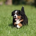 Bernese Mountain Dog Puppy for Sale in UAE – 12 Weeks Old