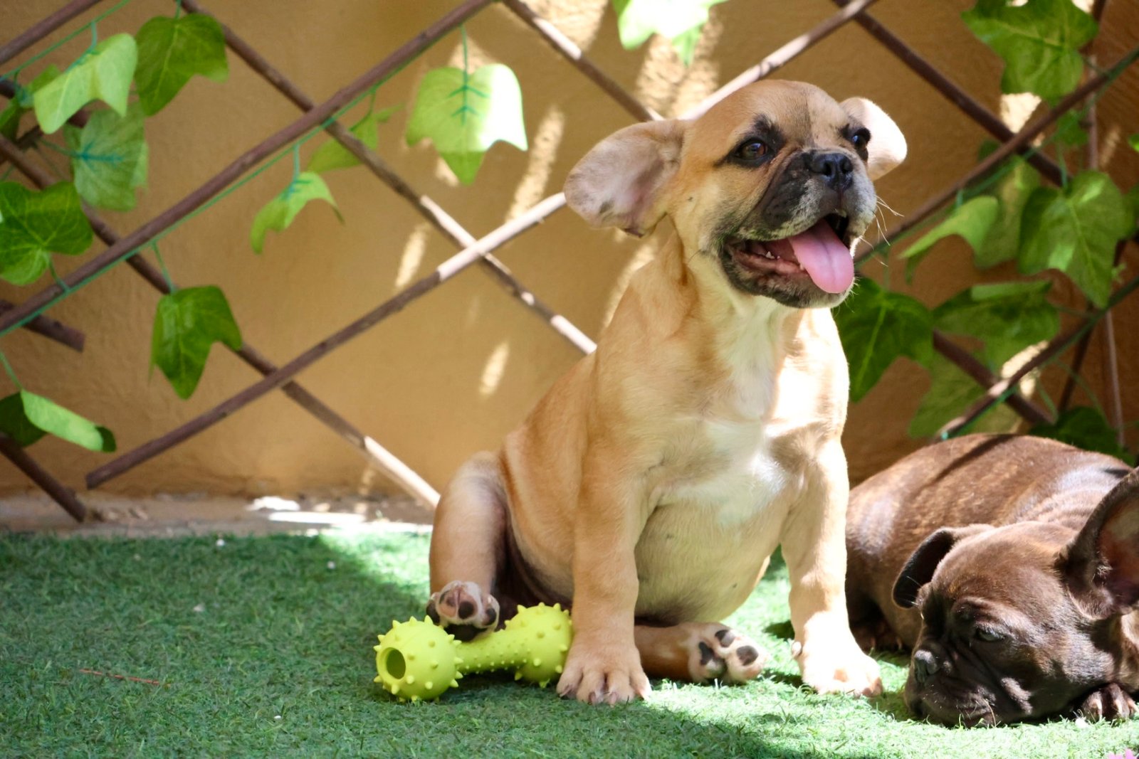 2025_04_10_10_08_IMG_9214.jpg French Bulldog Puppy for Sale in UAE – 12 Weeks Old - الصورة 2