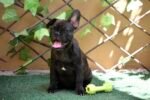 French Bulldog Puppy for Sale in UAE – 12 Weeks Old - الصورة 3