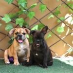 كلب بولدوغ فرنسي للبيع في الإمارات العربية المتحدة – عمره 12 أسبوعًا