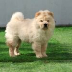 كلب تشاو تشاو للبيع في الإمارات - عمره 12 أسبوعًا