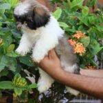 كلب شيه تزو للبيع في الإمارات – عمره 7 أسابيع