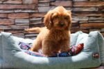 Cockapoo Puppy for Sale in UAE – 8 Weeks Old - الصورة 2