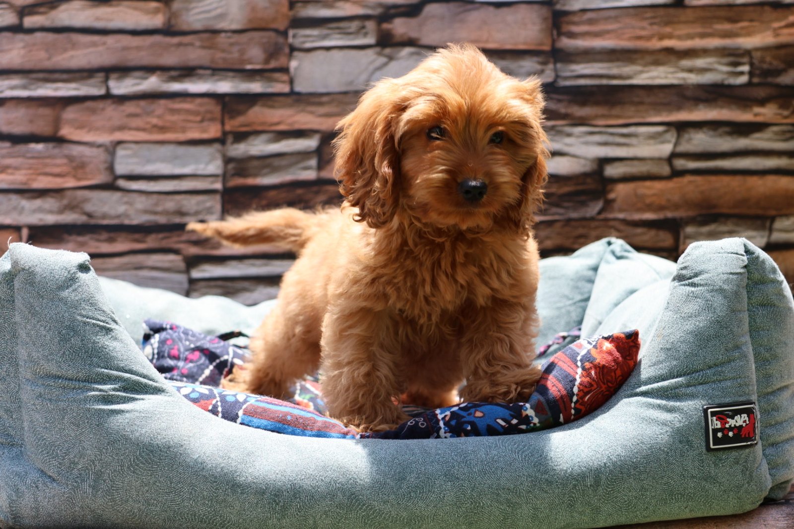 2025_04_21_11_35_IMG_0170.jpg Cockapoo Puppy for Sale in UAE – 8 Weeks Old - الصورة 2