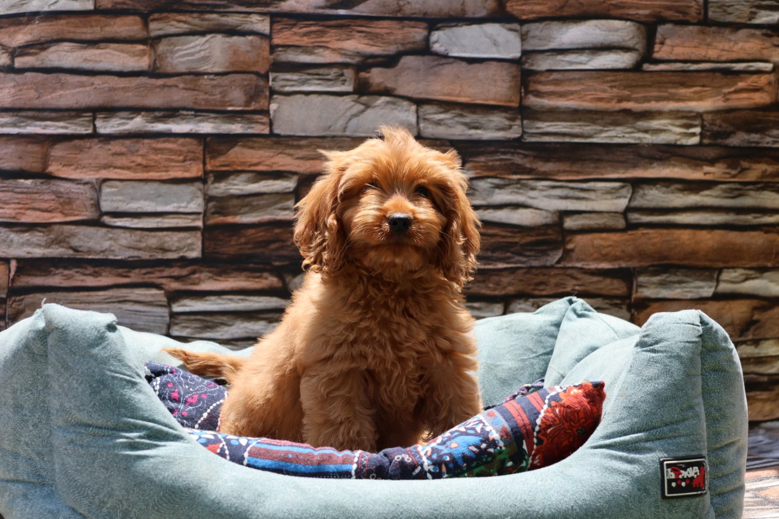 2025_04_21_11_36_IMG_0169.jpg Cockapoo Puppy for Sale in UAE – 8 Weeks Old - الصورة 3