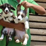 كلب كورجي للبيع في الإمارات - عمر 10 أسابيع