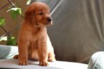 Golden Retriever Puppy for Sale in UAE – 8 Weeks Old - الصورة 3