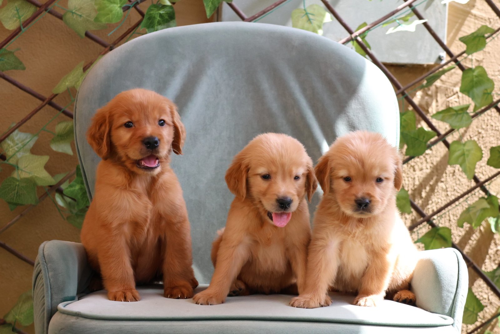 2025_04_22_08_58_IMG_0250.jpg Golden Retriever Puppy for Sale in UAE – 8 Weeks Old - الصورة 2