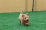 Maltipoo Puppy for Sale in UAE – 8 Weeks Old - الصورة 2
