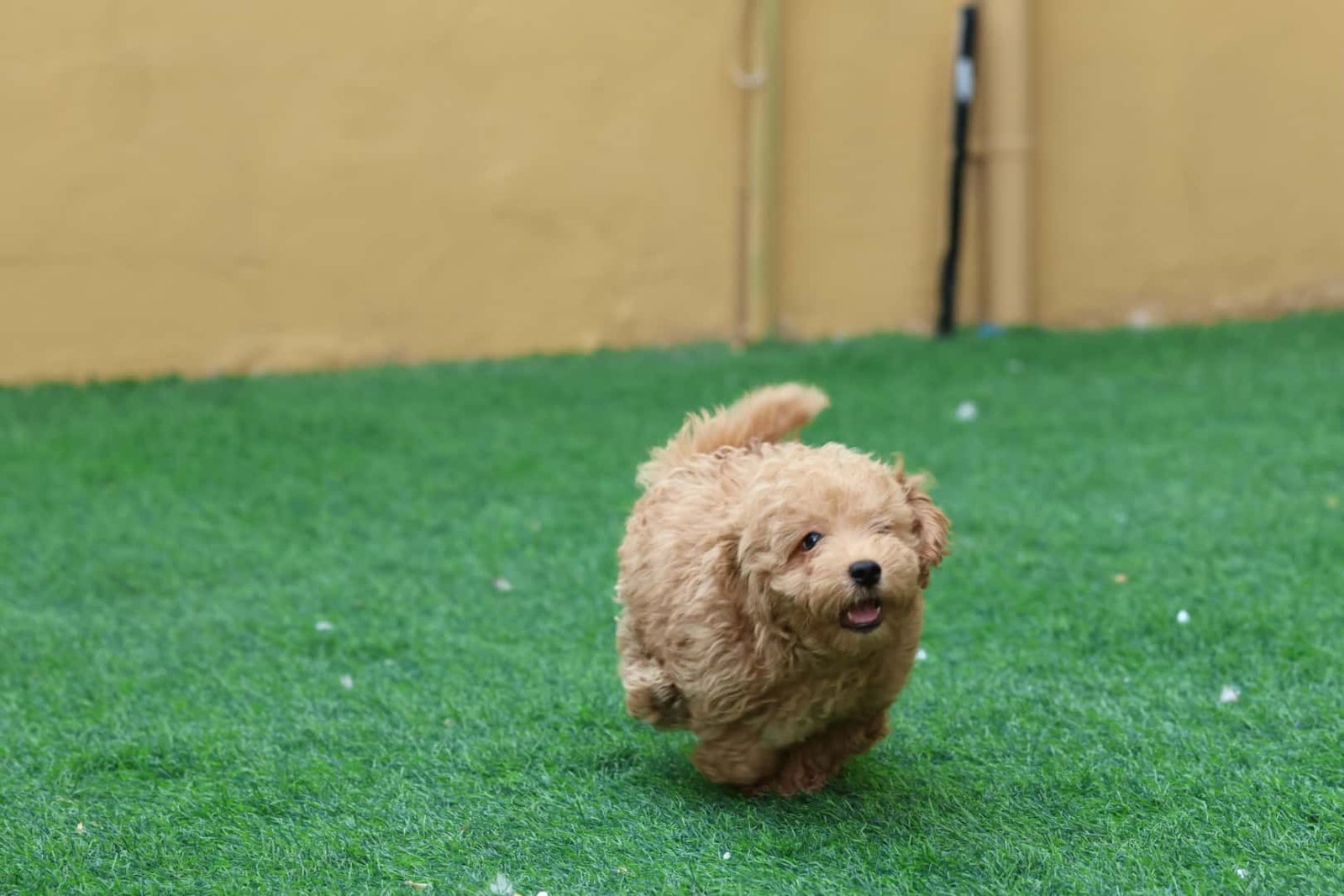 2025_07_05_02_18_IMG_9425.jpg Maltipoo Puppy for Sale in UAE – 8 Weeks Old - الصورة 3