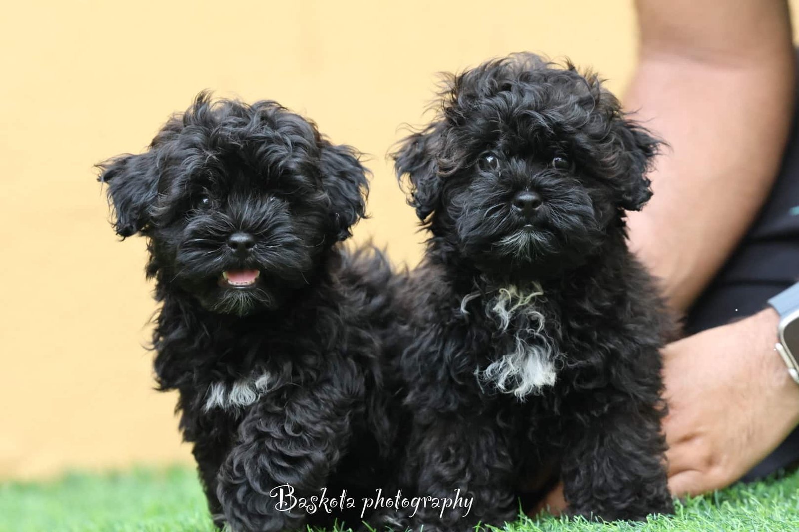 2025_07_05_02_50_IMG_9346.jpg Maltipoo Puppy for Sale in UAE – 8 Weeks Old - الصورة 4