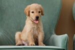 Golden Retriever Puppy for Sale in UAE – 8 Weeks Old - الصورة 4