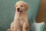 Golden Retriever Puppy for Sale in UAE – 8 Weeks Old