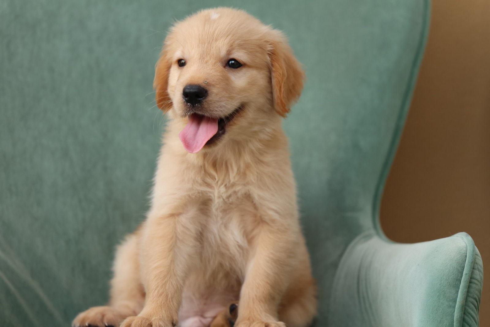 2025_07_07_02_30_IMG_9481.jpg Golden Retriever Puppy for Sale in UAE – 8 Weeks Old - الصورة 1