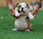 English Bulldog Puppy for Sale in UAE – 9 Weeks Old