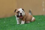 English Bulldog Puppy for Sale in UAE – 9 Weeks Old - الصورة 2
