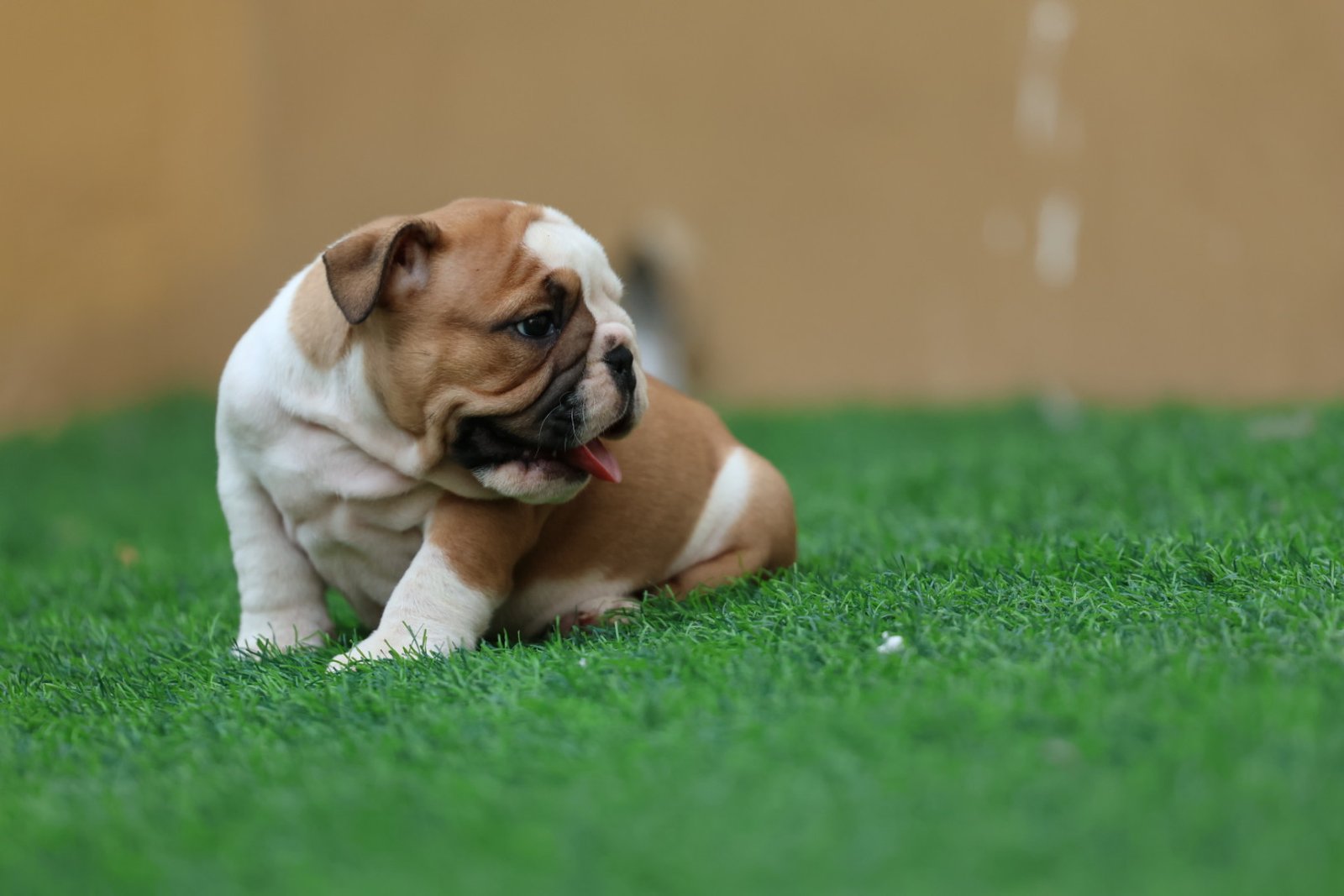 2025_07_07_03_24_IMG_9496.jpg English Bulldog Puppy for Sale in UAE – 9 Weeks Old - الصورة 3