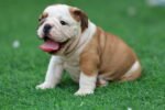 English Bulldog Puppy for Sale in UAE – 9 Weeks Old - الصورة 4