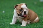 English Bulldog Puppy for Sale in UAE – 9 Weeks Old - الصورة 5