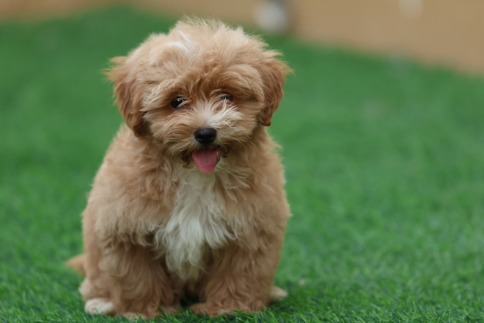 2025_07_08_03_44_IMG_9541.jpg Maltipoo Puppy for Sale in UAE – 8 Weeks Old - الصورة 1