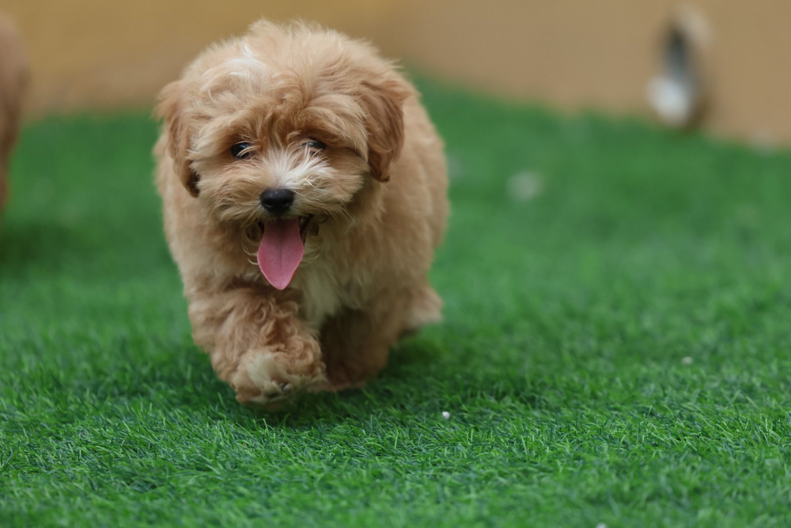 2025_07_08_03_48_IMG_9532.jpg Maltipoo Puppy for Sale in UAE – 8 Weeks Old - الصورة 5