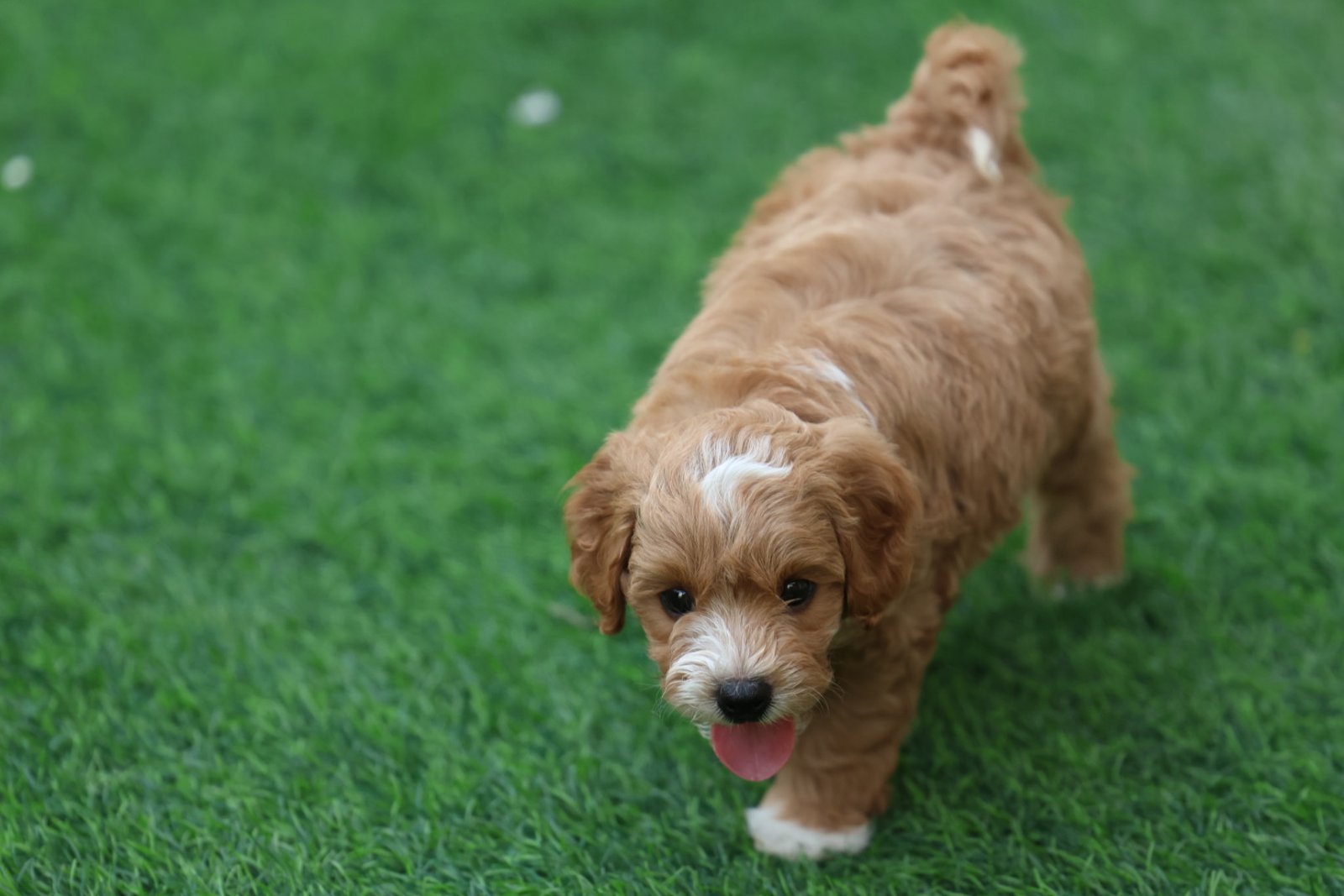 2025_07_08_03_48_IMG_9533.jpg Cavapoo Puppy for Sale in UAE – 10 Weeks Old - الصورة 2