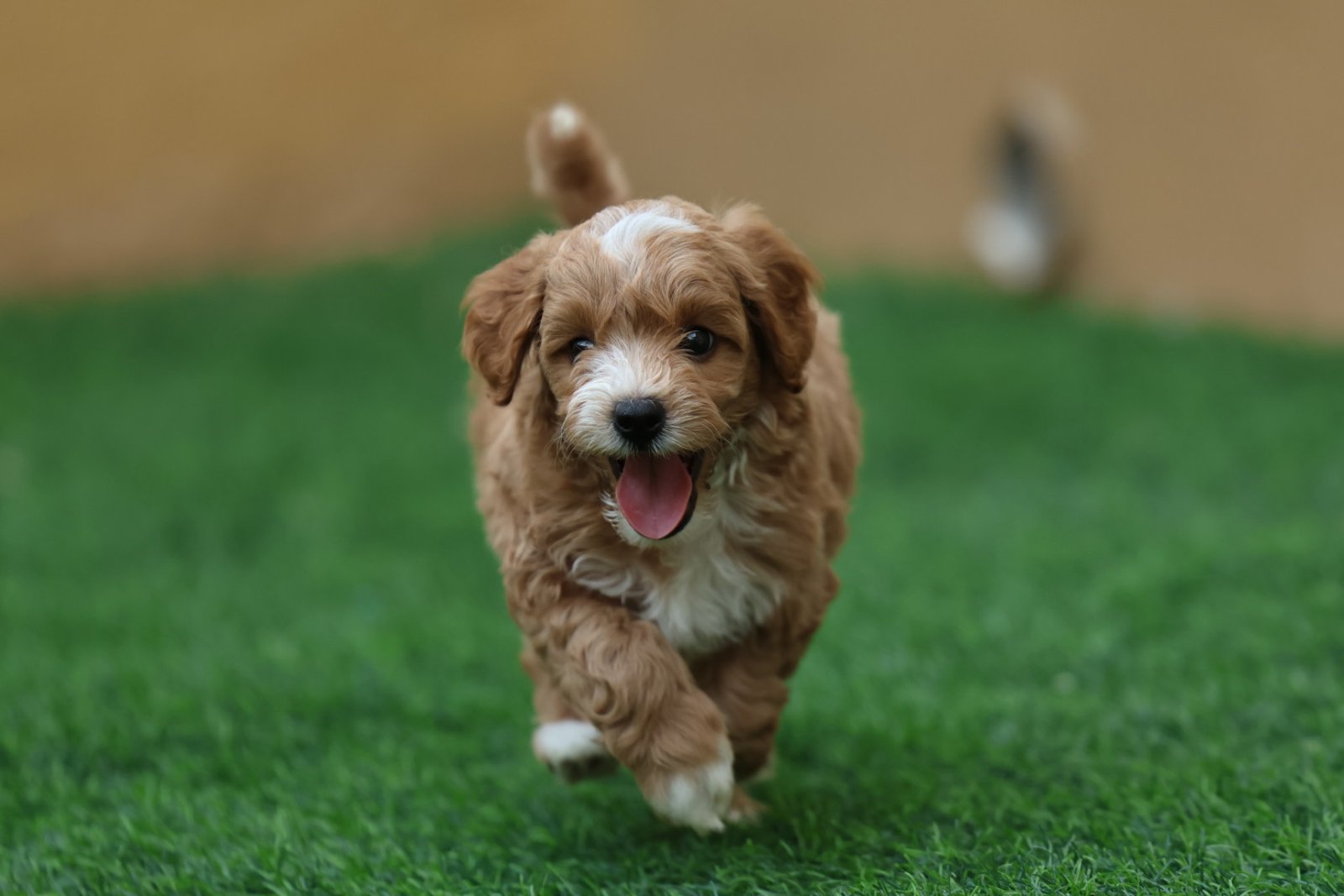2025_07_08_03_49_IMG_9527.jpg Cavapoo Puppy for Sale in UAE – 10 Weeks Old - الصورة 3