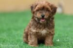 Maltipoo Puppy for Sale in UAE – 8 Weeks Old - الصورة 6