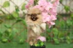 Pomeranian Puppy for Sale in Dubai – 8 Weeks Old - الصورة 9