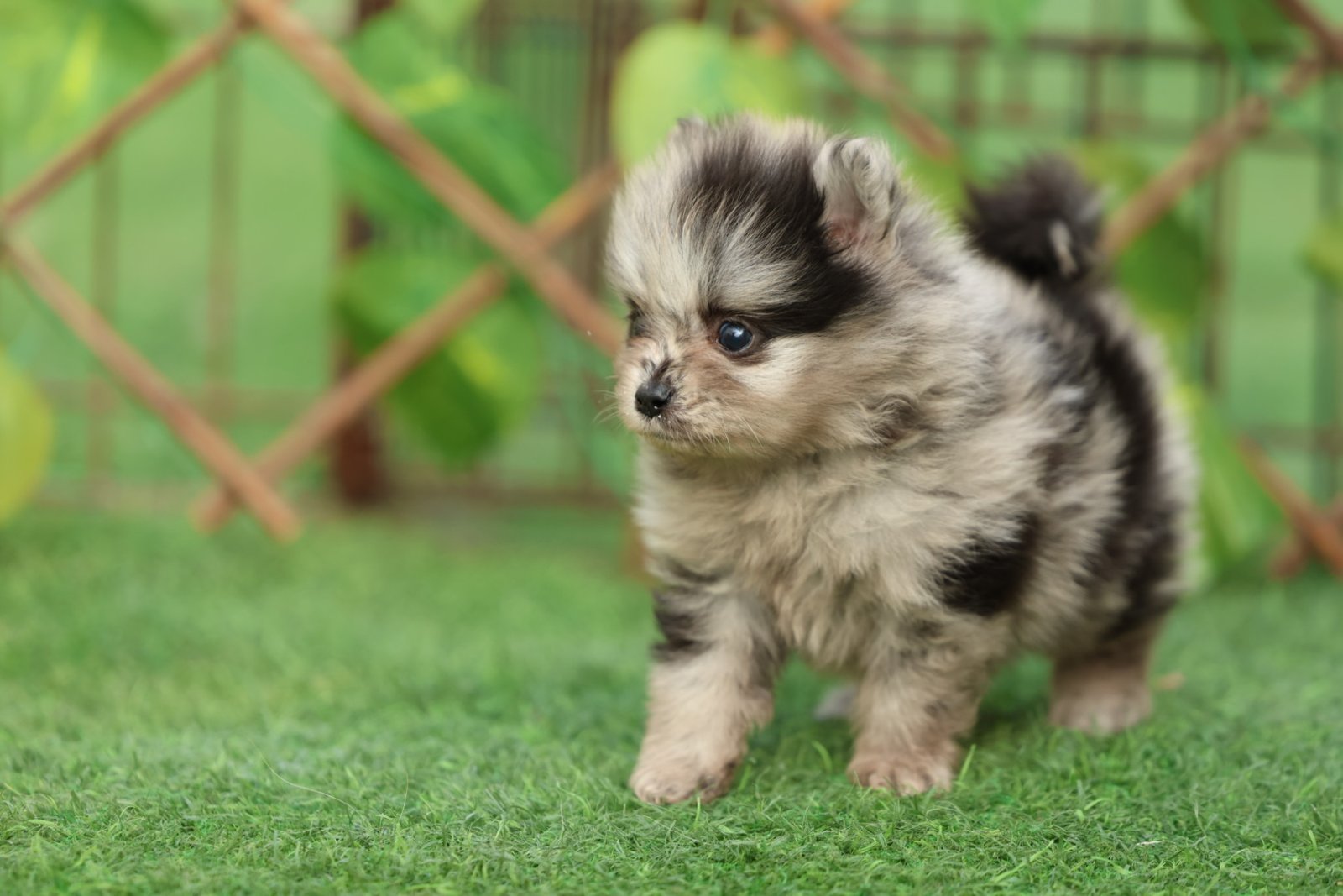2025_07_15_02_54_IMG_9855.jpg Pomeranian Puppy for Sale in Dubai – 8 Weeks Old - الصورة 6