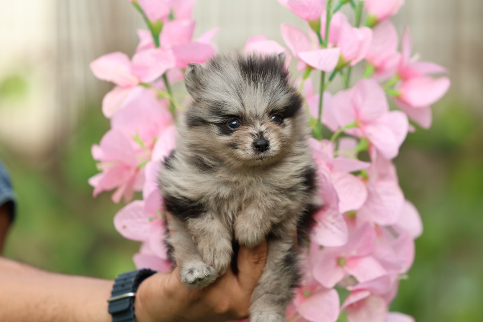 2025_07_15_02_54_IMG_9856.jpg Pomeranian Puppy for Sale in Dubai – 8 Weeks Old - الصورة 7