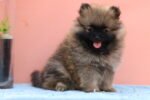 Pomeranian Puppy for Sale in Dubai – 8 Weeks Old
