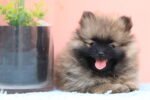 Pomeranian Puppy for Sale in Dubai – 8 Weeks Old - الصورة 2