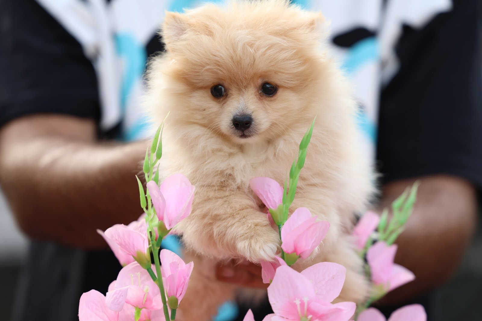 2025_07_15_03_03_IMG_9845.jpg Pomeranian Puppy for Sale in Dubai – 8 Weeks Old - الصورة 8