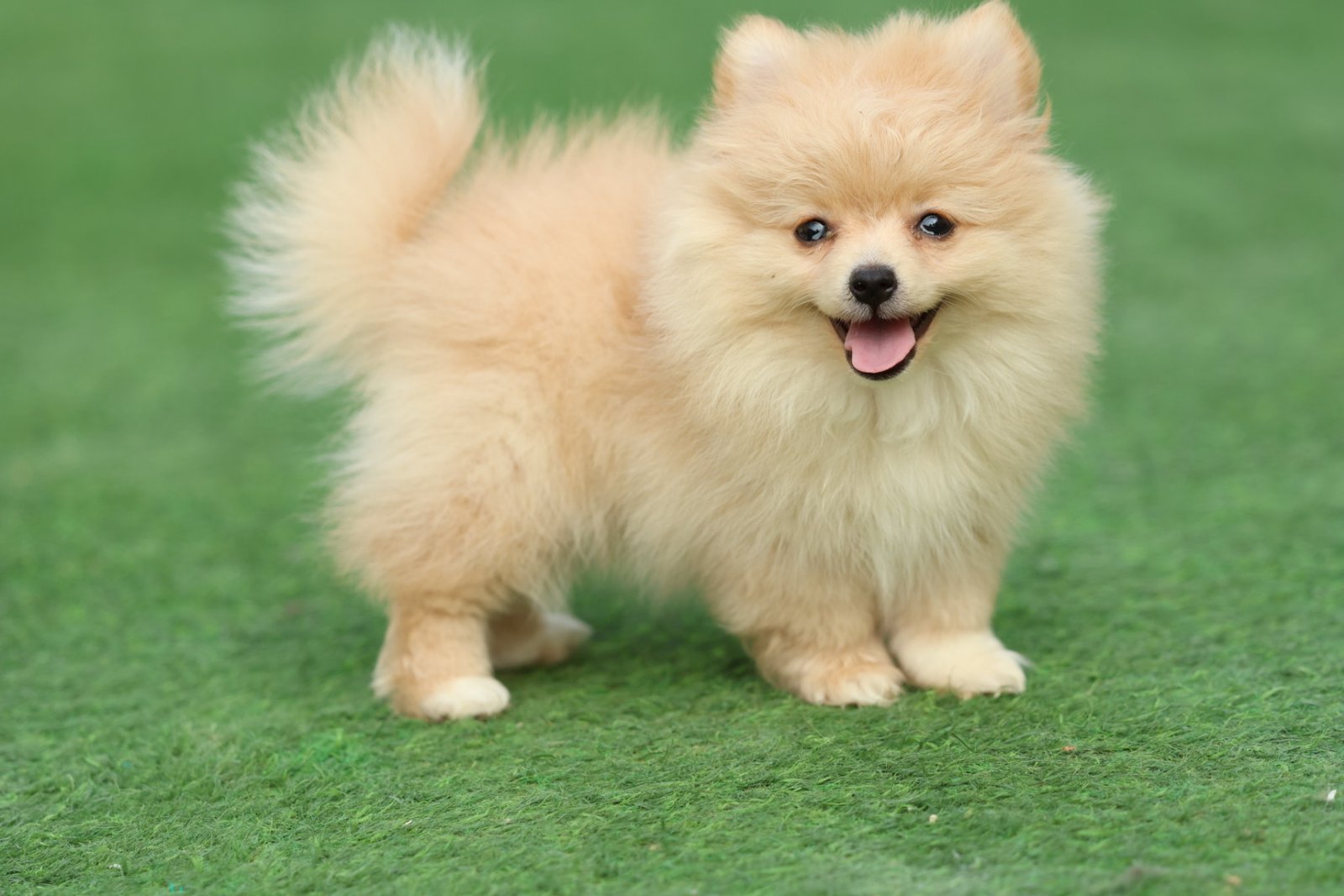 2025_07_15_03_05_IMG_9843.jpg Pomeranian Puppy for Sale in Dubai – 8 Weeks Old - الصورة 5