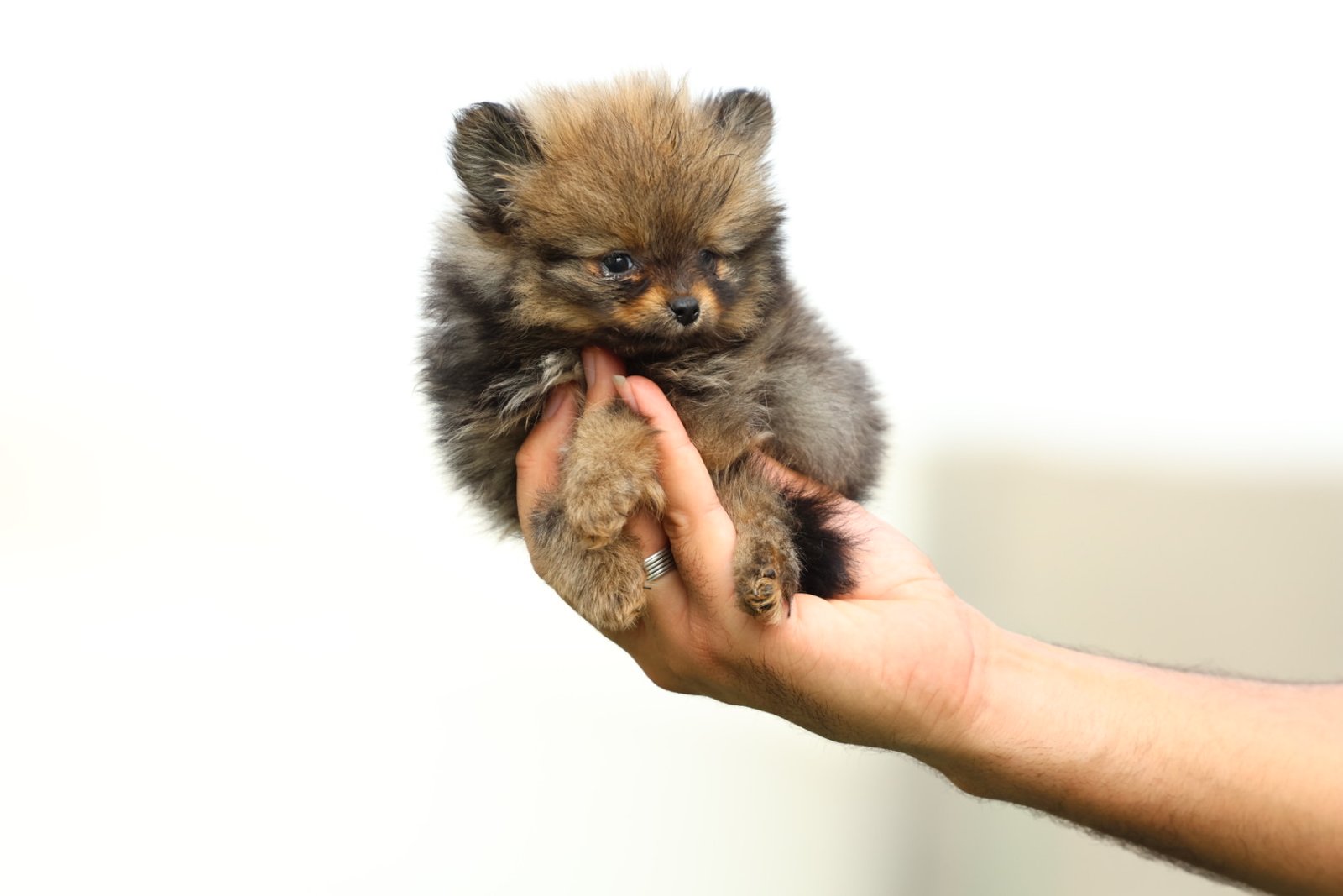 2025_07_15_03_12_IMG_9835.jpg Pomeranian Puppy for Sale in Dubai – 8 Weeks Old - الصورة 4
