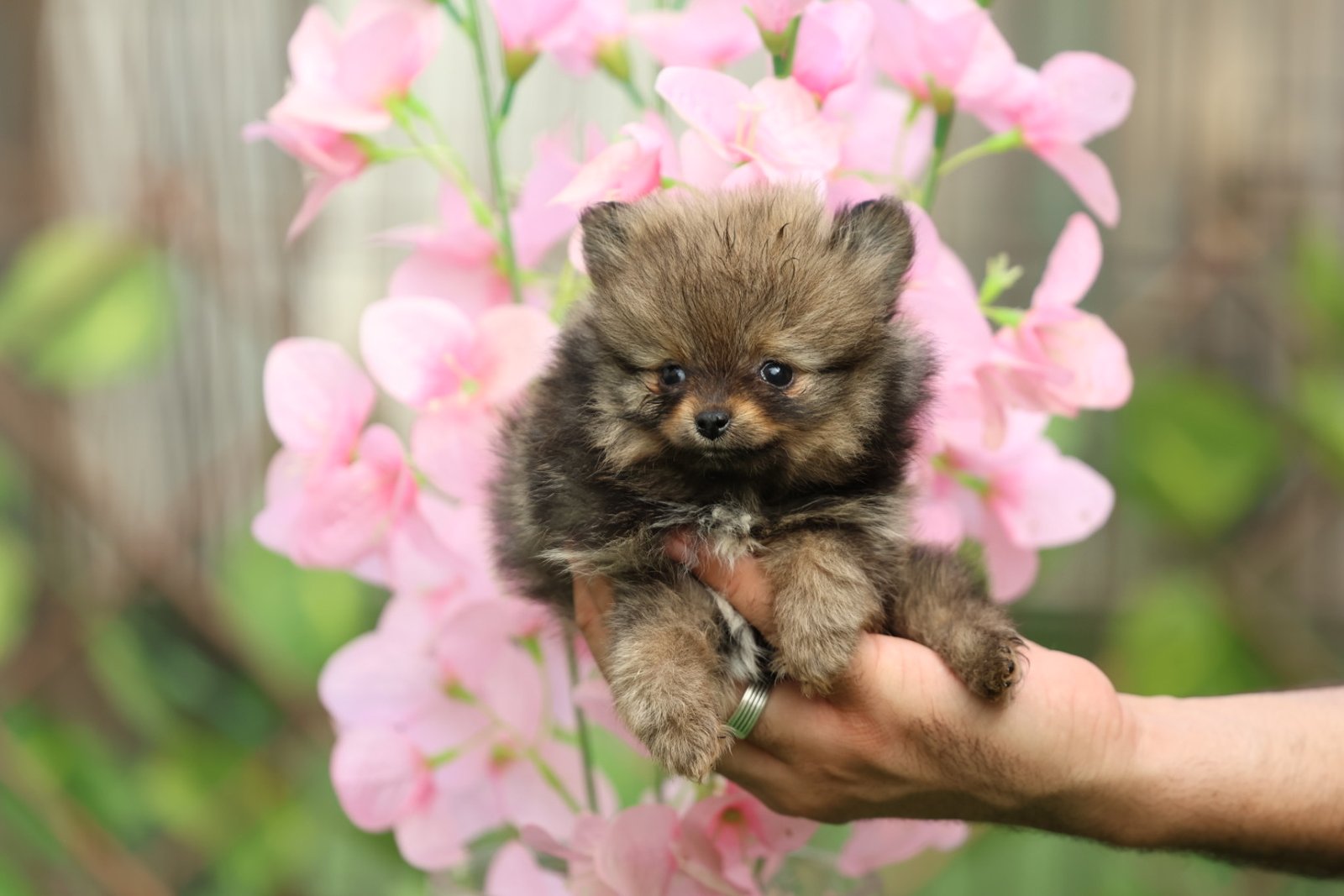 2025_07_15_03_13_IMG_9825.jpg Pomeranian Puppy for Sale in Dubai – 8 Weeks Old - الصورة 3