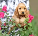 Cocker Spaniel Puppy for Sale in UAE – 9 Weeks Old