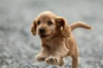 ⁦Cocker Spaniel Puppy for Sale in UAE – 9 Weeks Old⁩ - الصورة ⁦3⁩