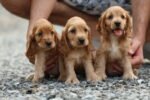 ⁦Cocker Spaniel Puppy for Sale in UAE – 9 Weeks Old⁩ - الصورة ⁦4⁩